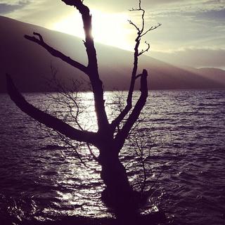 A tree silhouette in front of a loch