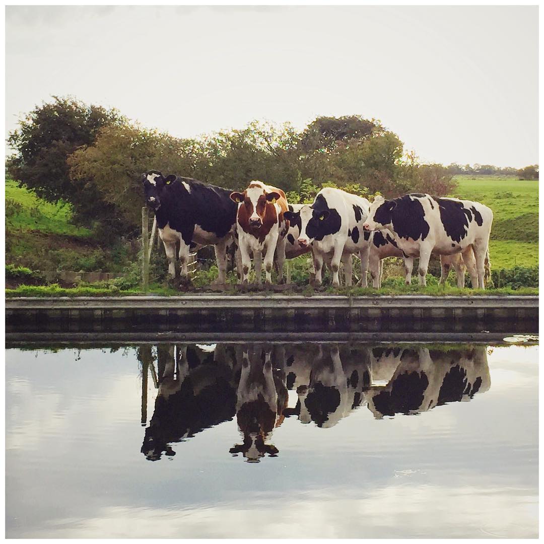 A group of cows reflected in a canal