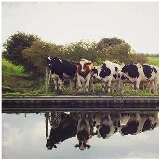 A group of cows reflected in a canal