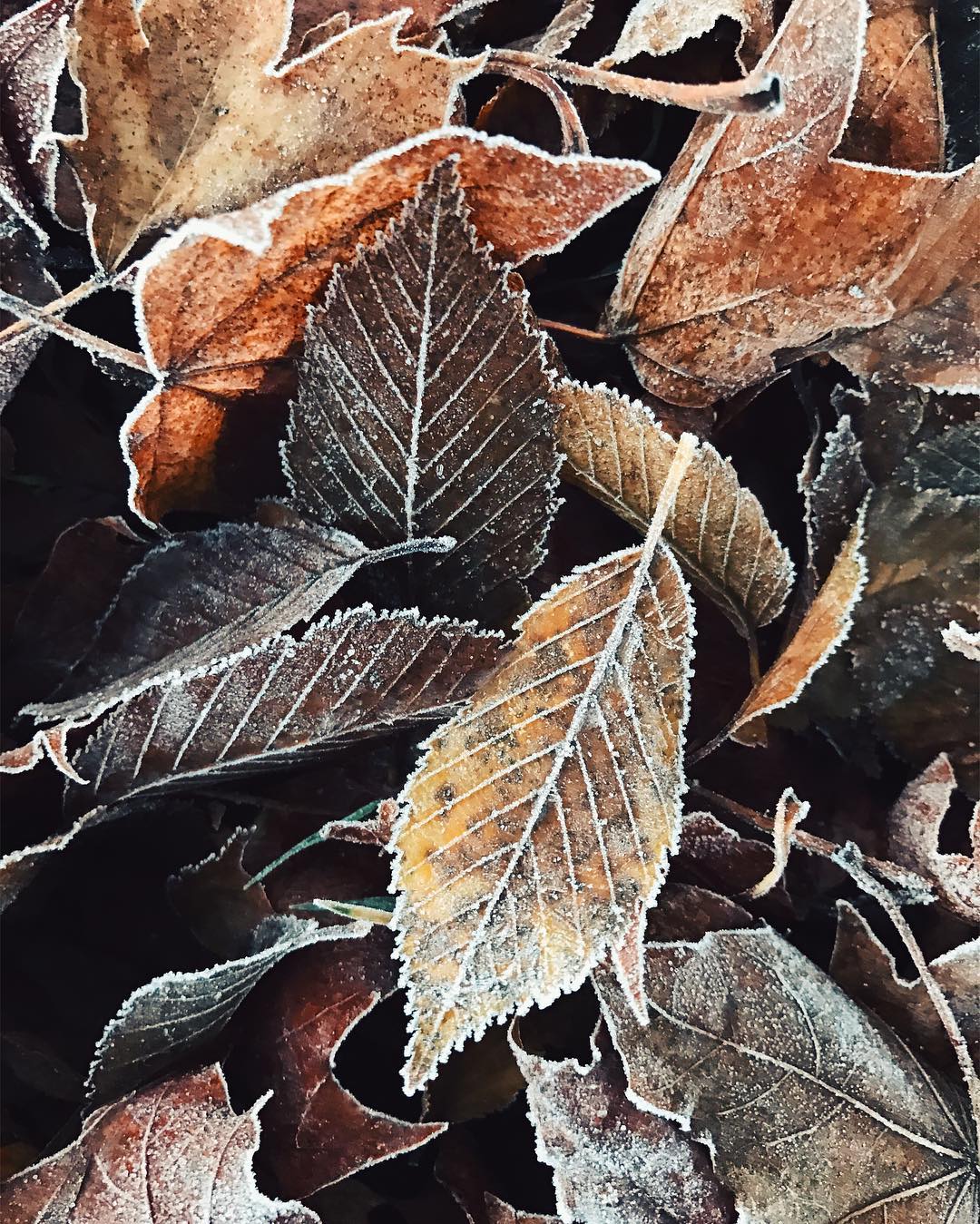 A pile of frozen fallen leaves. 