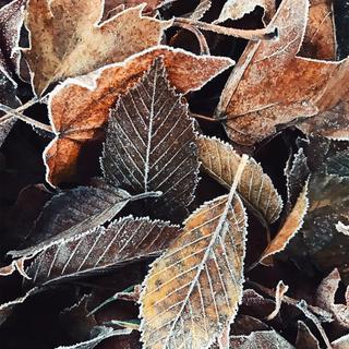 A pile of frozen fallen leaves. 