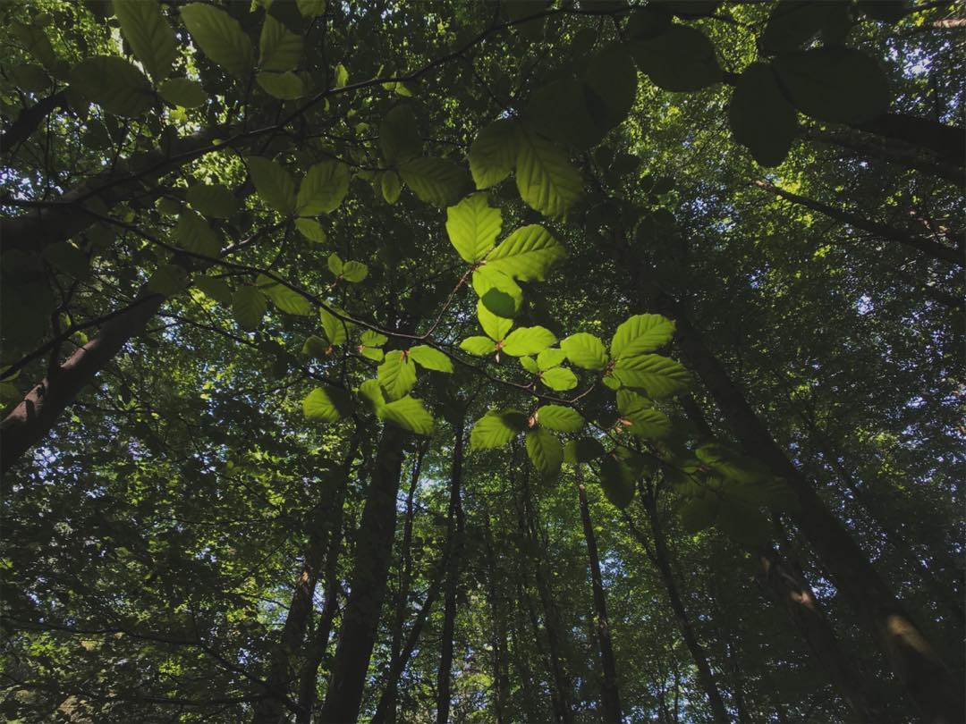 Light shining through beech tree leaves