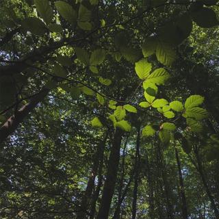 Light shining through beech tree leaves