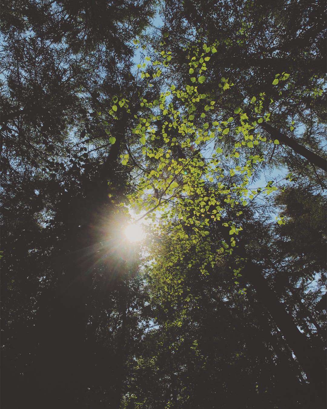 Sun shining through beach tree leaves