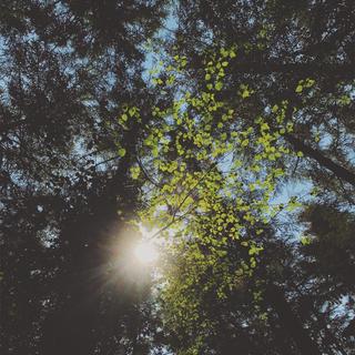 Sun shining through beach tree leaves