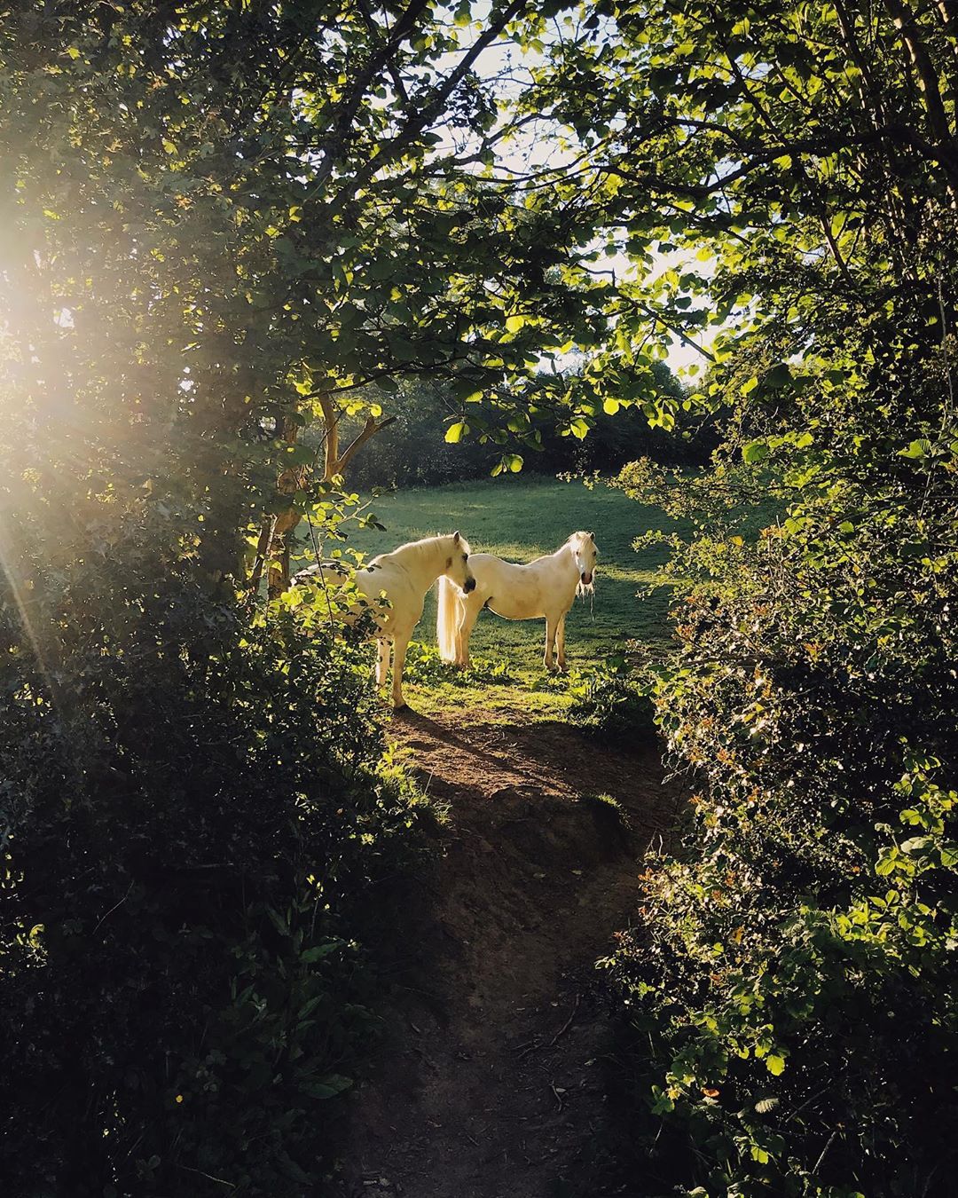 Horses looking through a hedgerow in morning sunlight