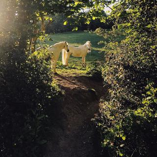 Horses looking through a hedgerow in morning sunlight
