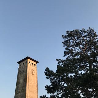 A clock tower of a council building lit by the morning sun next to a tree in leaf.
