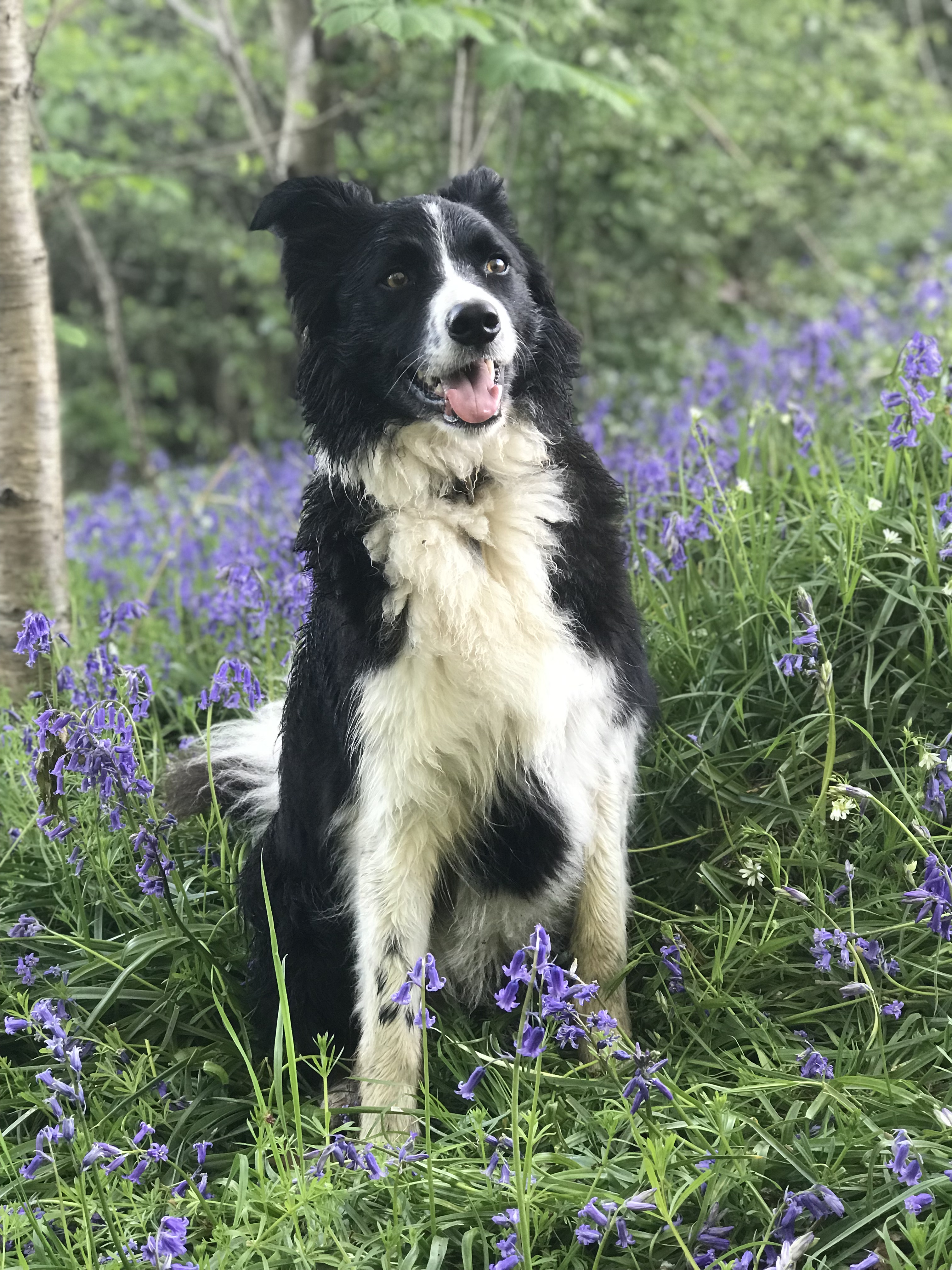 A border collie sits in a carpet of bluebells
