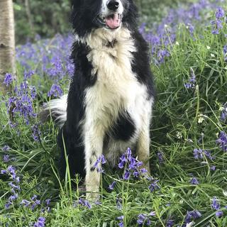 A border collie sits in a carpet of bluebells