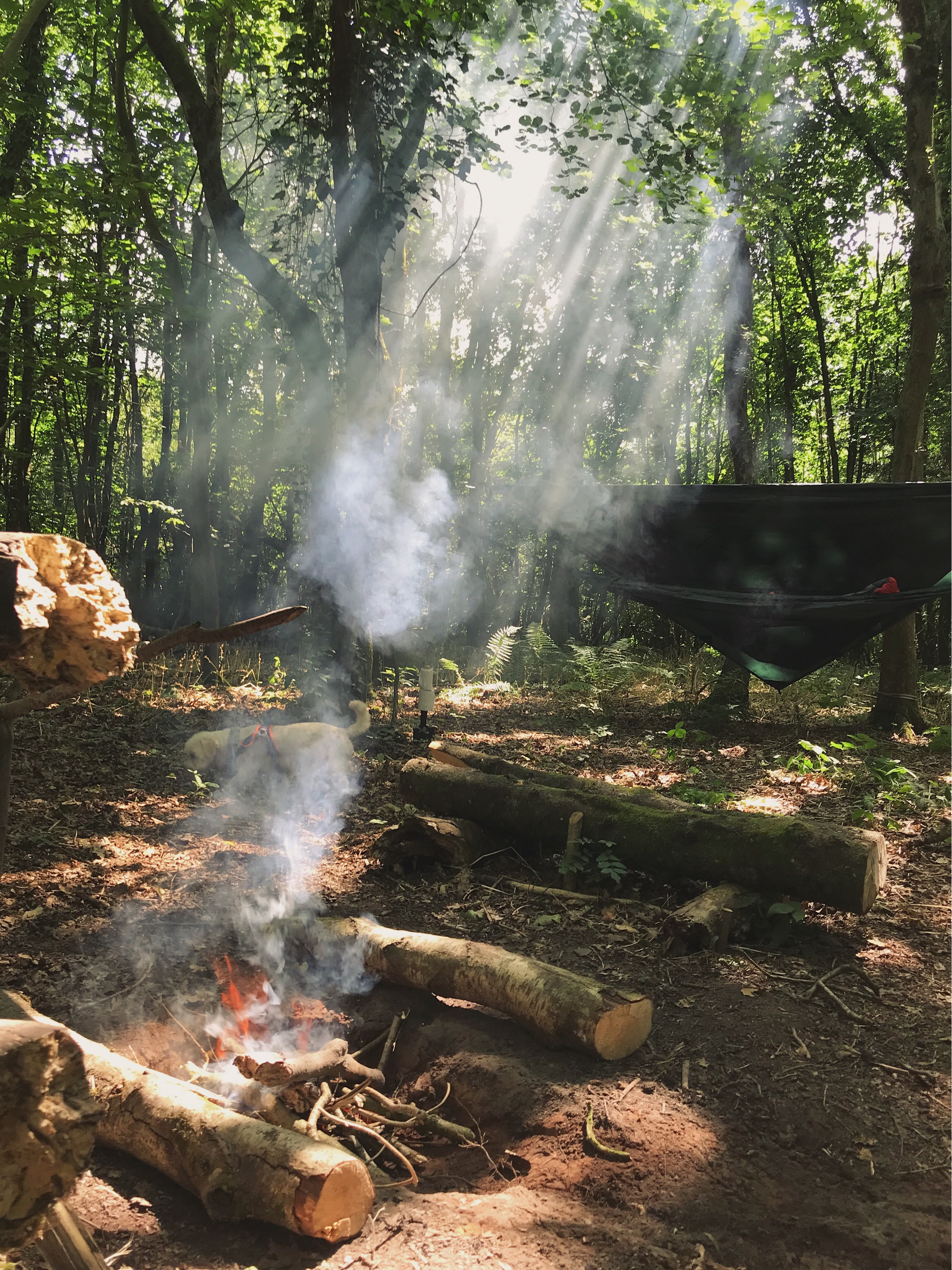 A campfire in the woods, smoke amongst rays of sunlight