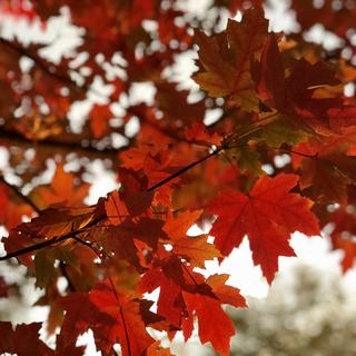 Crisp red sycamore leaves against the October sun.