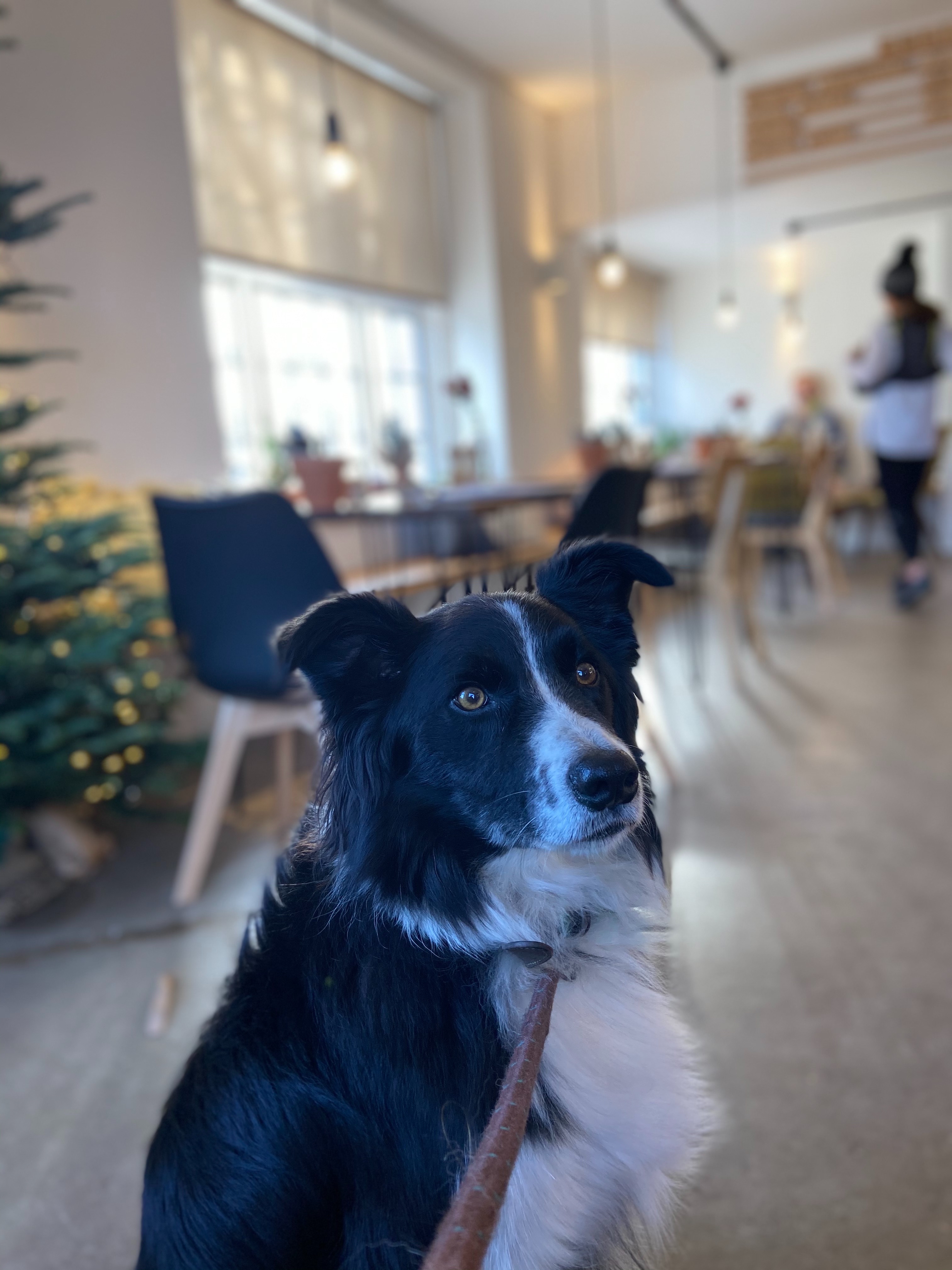 Dog sat inside a coffee shop
