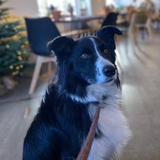 Dog sat inside a coffee shop