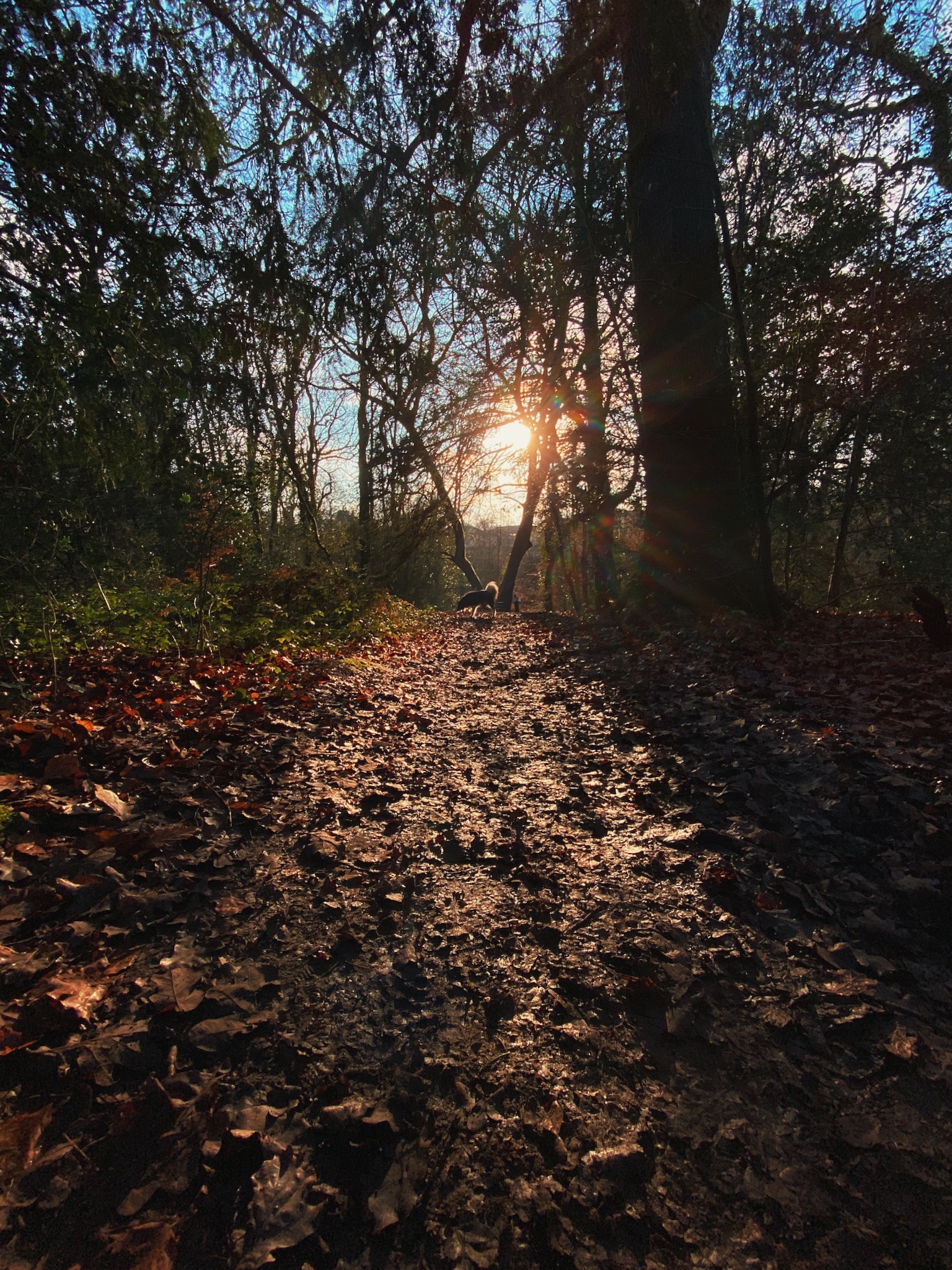 Winter trees with leaves on a path lit by the late afternoon sun