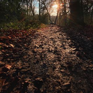 Winter trees with leaves on a path lit by the late afternoon sun