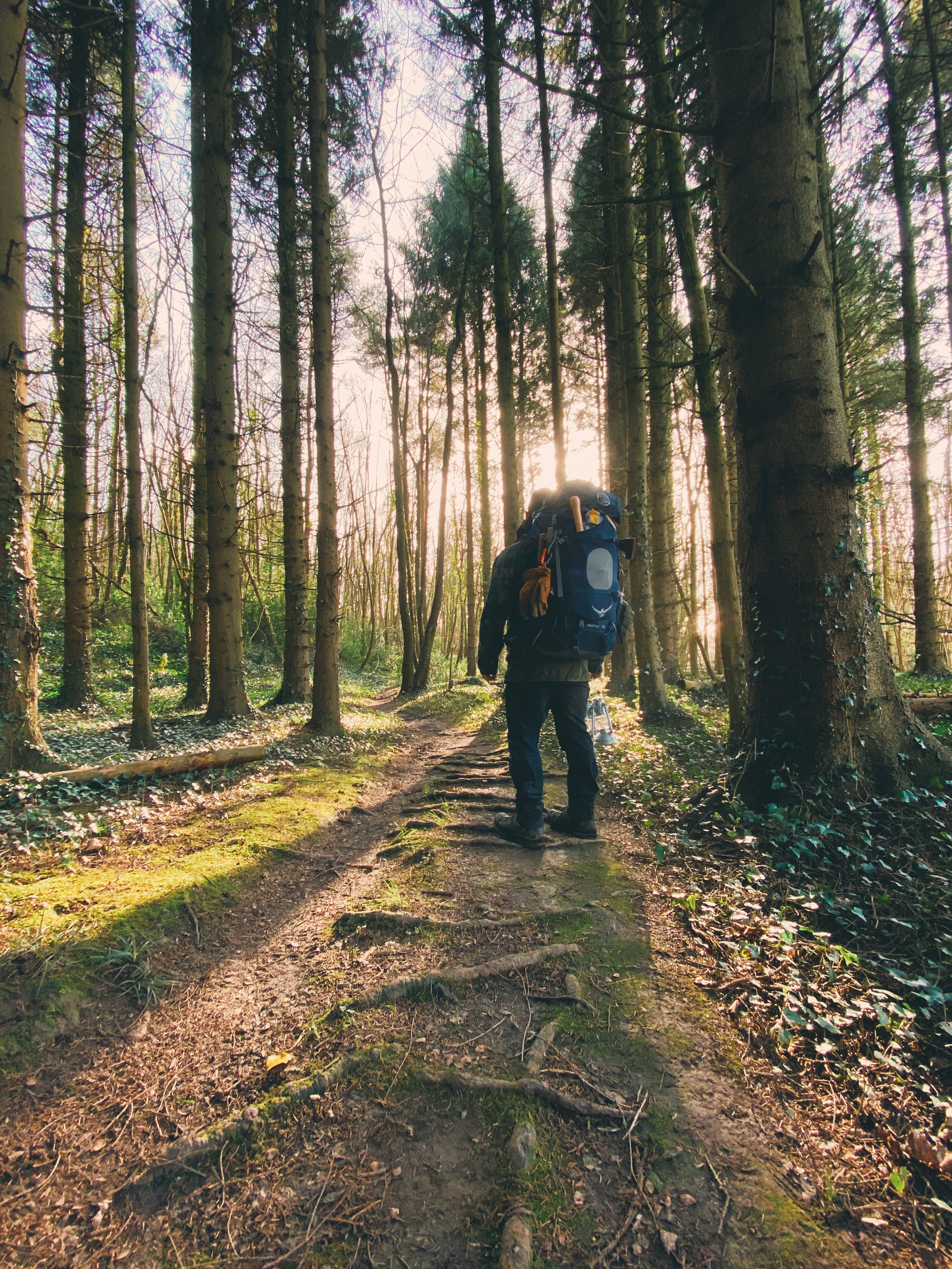 A man wearing a rucksack walking through a pine wood