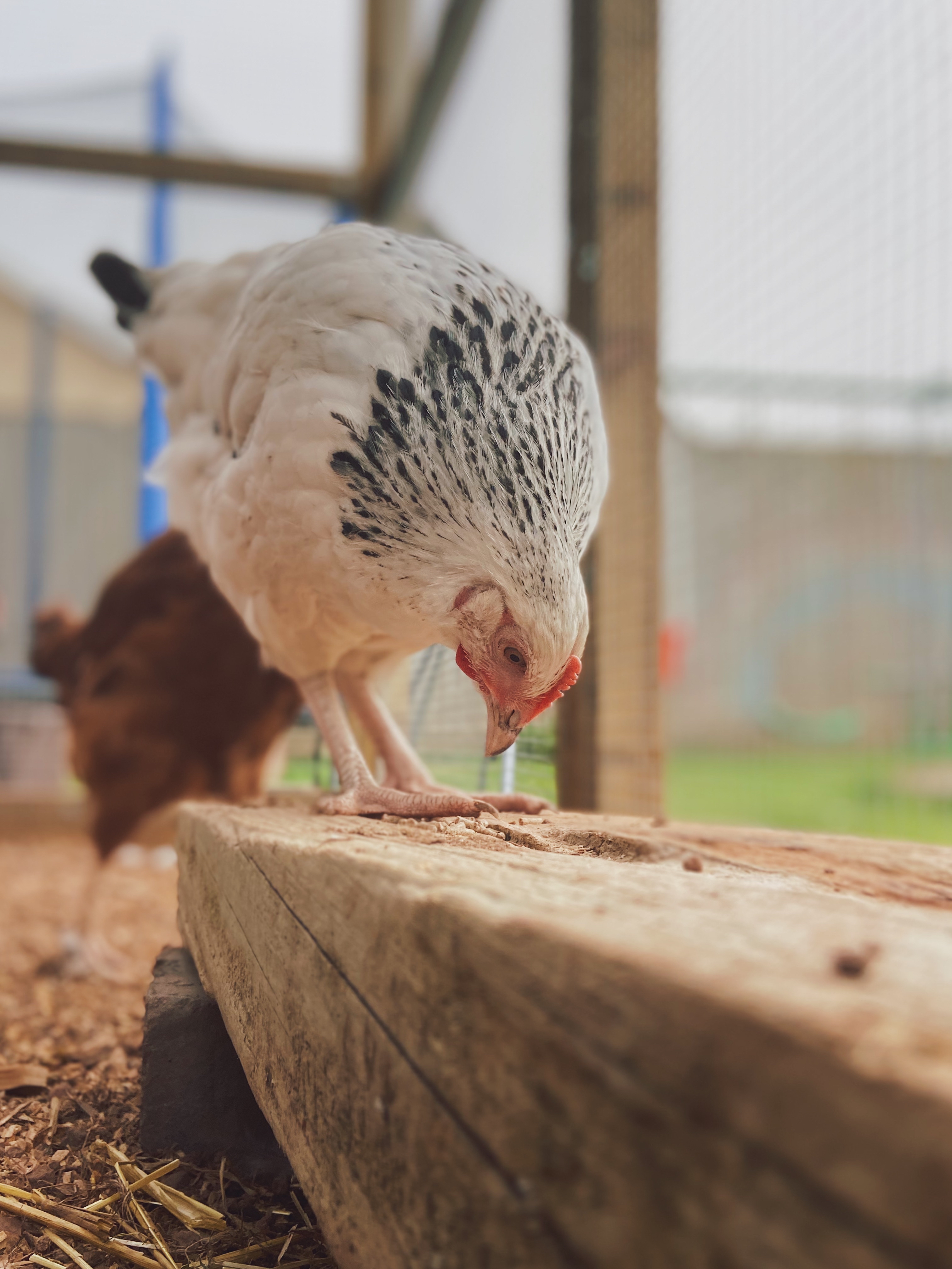 A light Sussex chicken, white feathers with black neck feathers. 