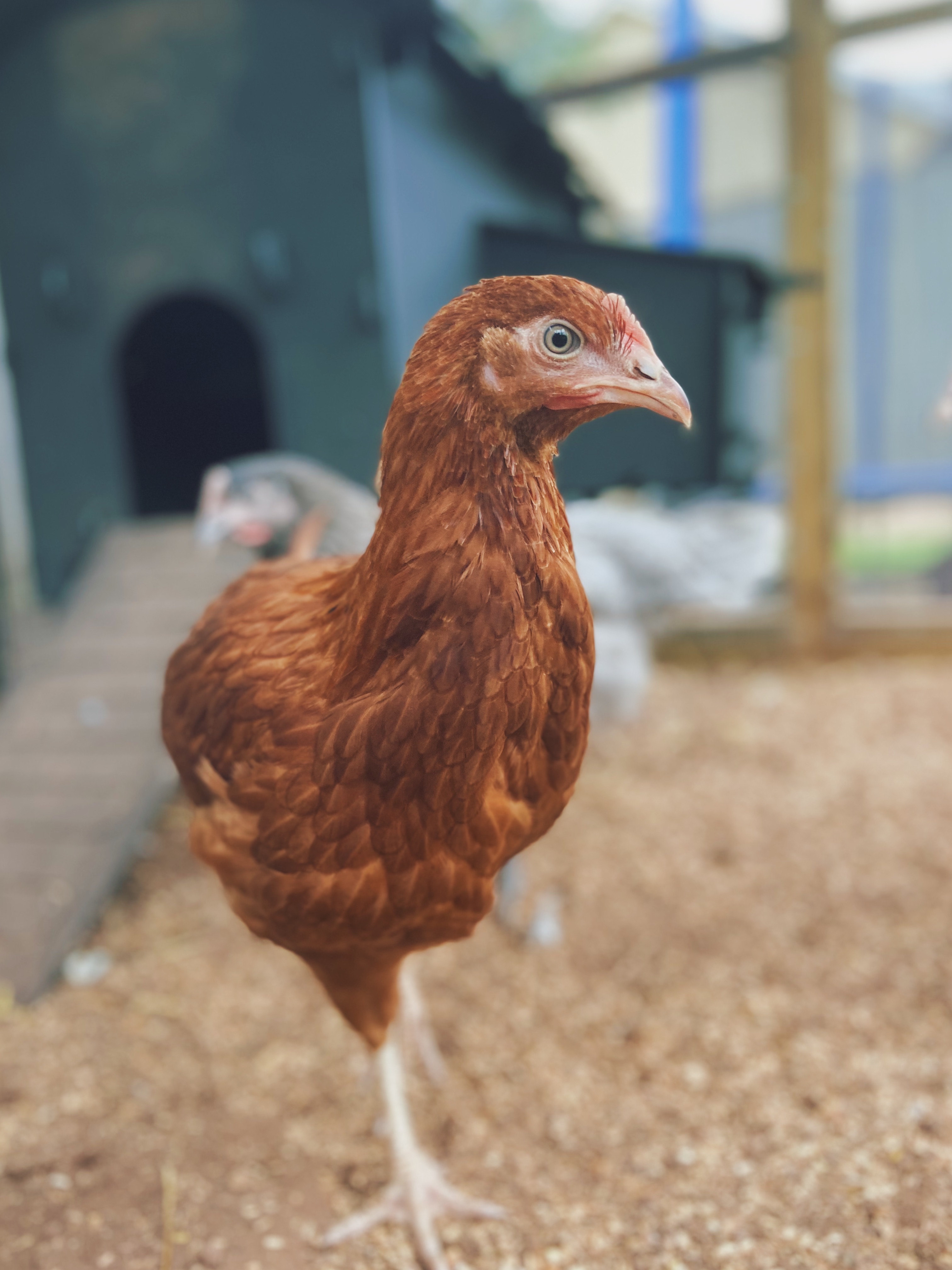 A brown Columbian Blacktail Hen