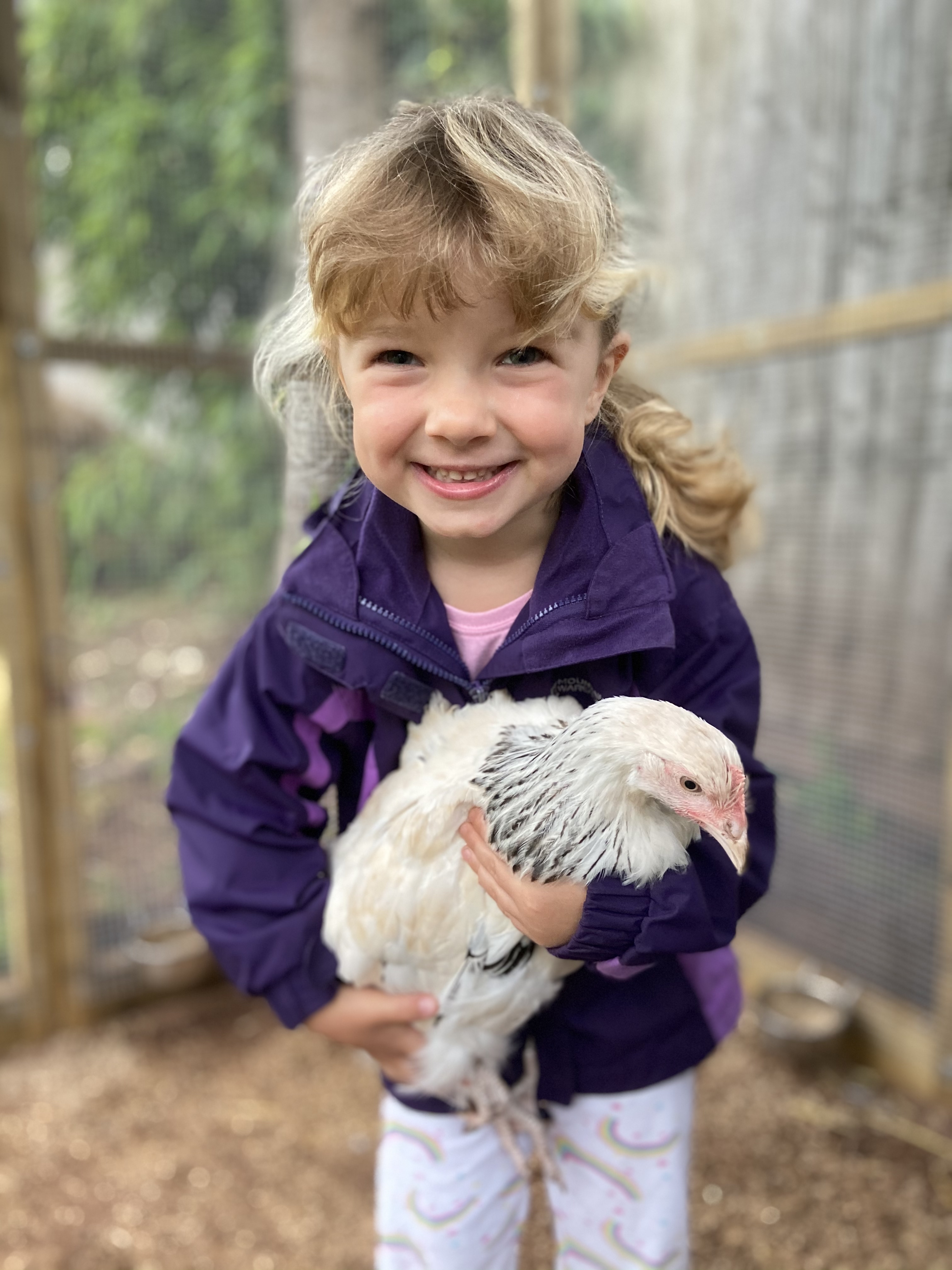 A little girl holding a chicken