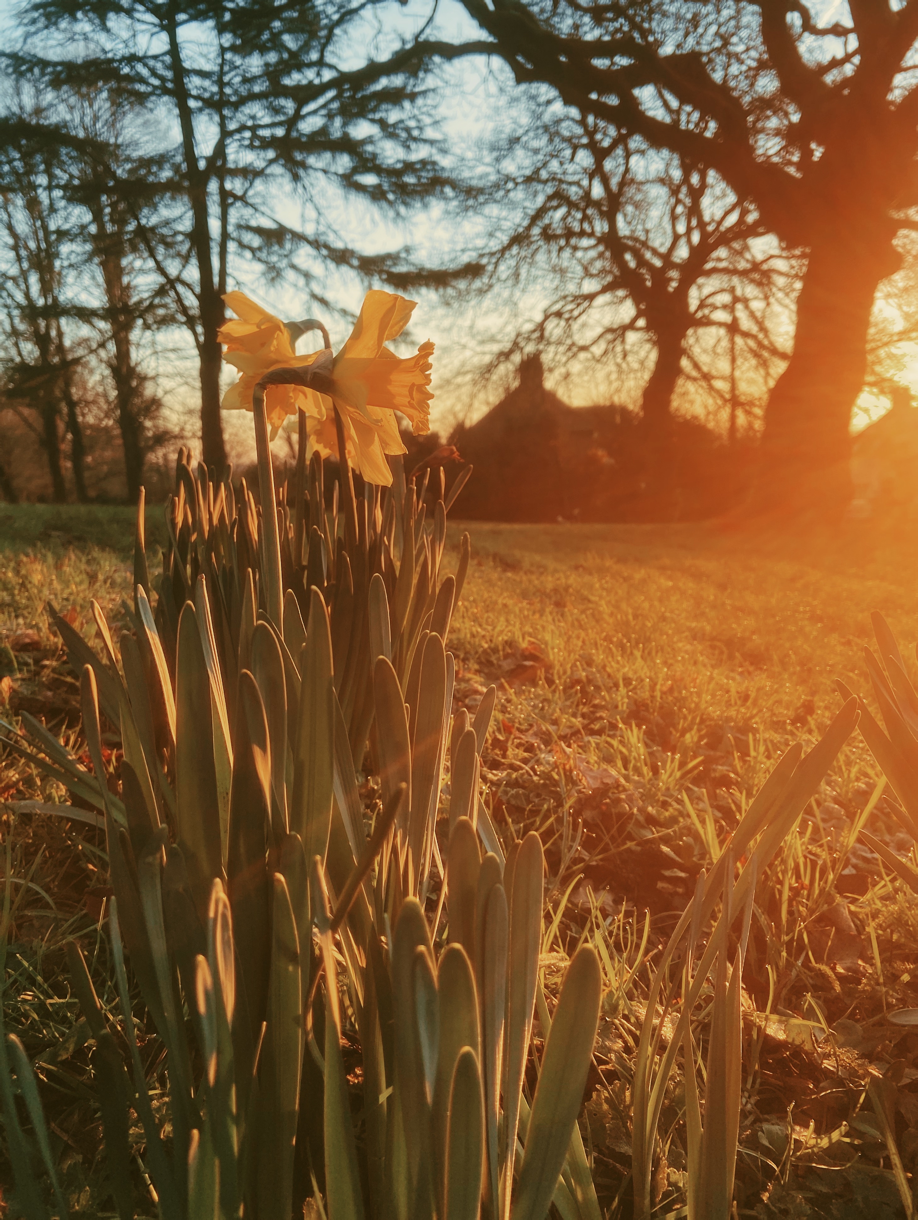 Daffodils blooming in the winter sun