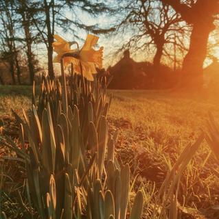 Daffodils blooming in the winter sun