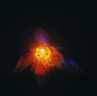 A flower in neon colours illuminating a path